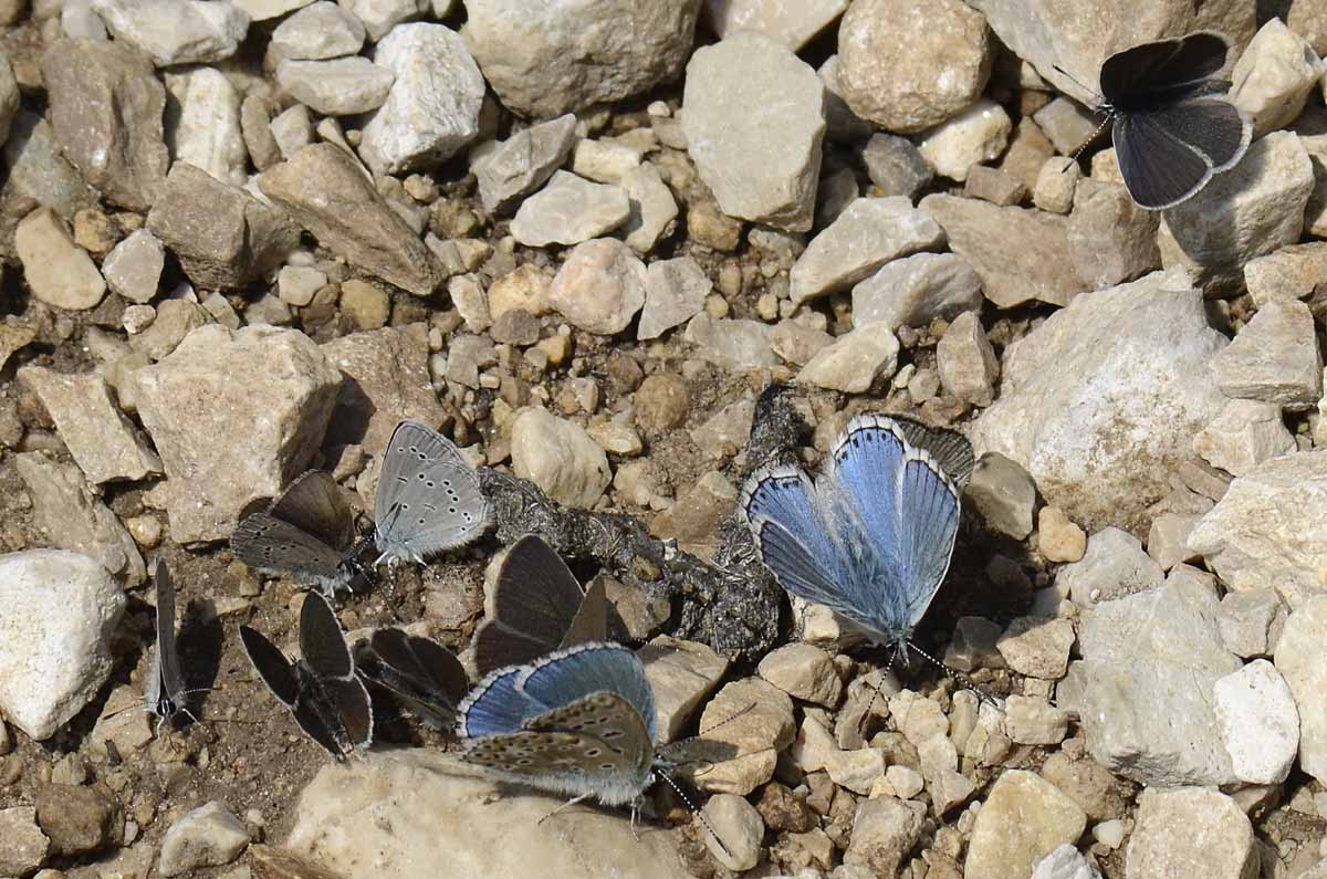 Gruppo misto Lycaenidae da id.